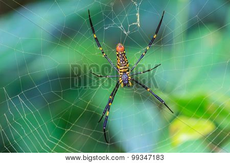 Large Tropical Spider - Nephila (golden Orb)
