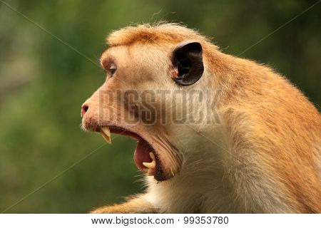 Portrait Of Toque Macaque Yawning, Cave Temple In Dambulla, Sri Lanka. Toque Macaques Live Only In S