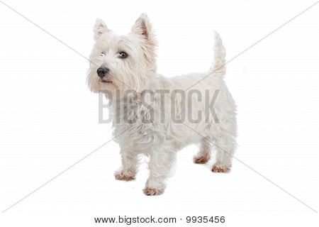 West Highland White Terrier