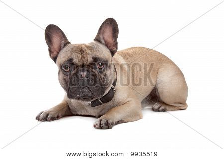 Francia Bulldog, elszigetelt fehér
