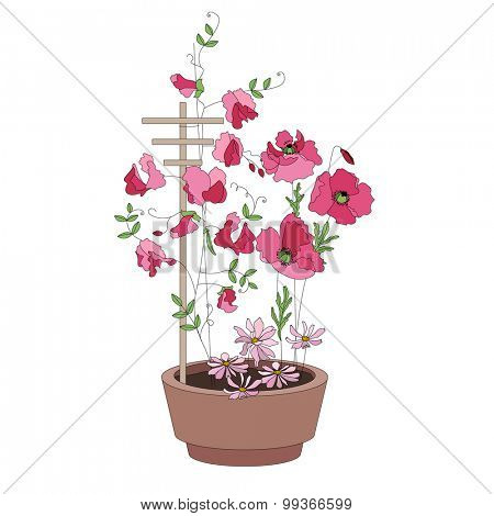 Flower pots with flowers - sweat peas. Plants growing on window sills and balcony