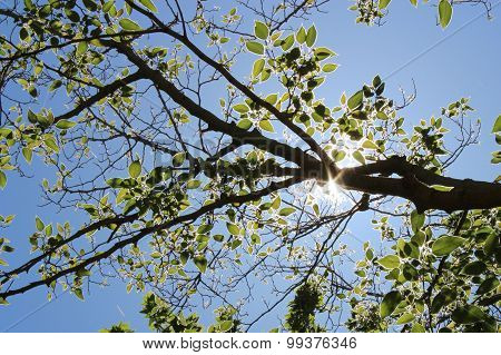 Branch with leafs in sunlight
