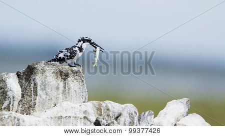 Pied Kingfisher In Pottuvil, Sri Lanka