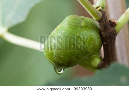 Green Figs