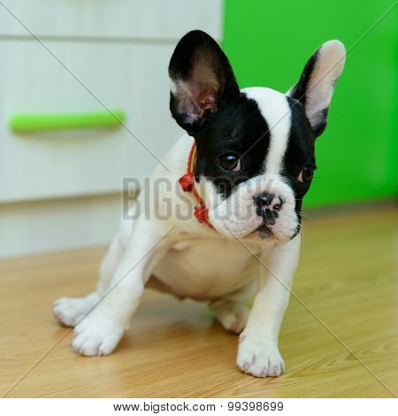 French Bulldog Puppy