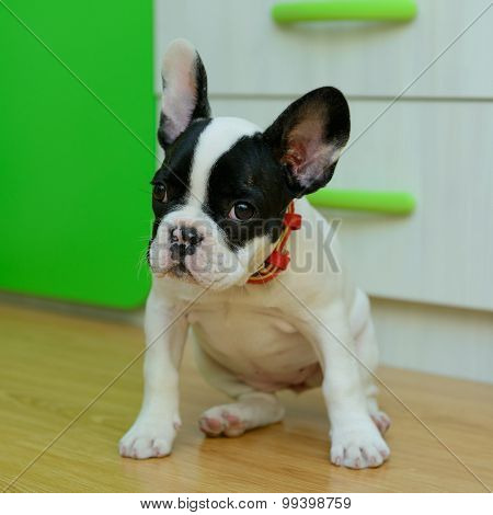 French Bulldog Puppy
