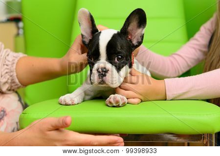 French Bulldog Puppy