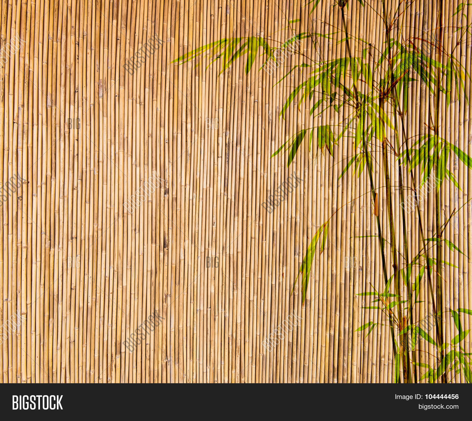 Bamboo Background Image & Photo (Free Trial) | Bigstock