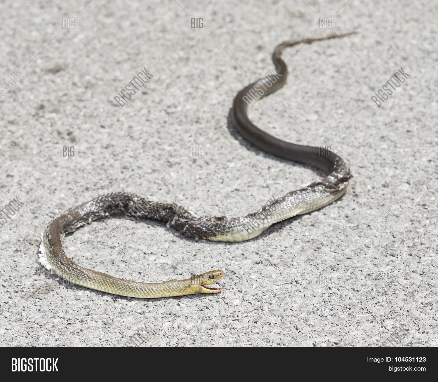 Зиея. Скульптура смерть от змей. Змеи персидского залива. Увидеть мертвую змею. К чему снятся мертвые змеи мертвые мыши.
