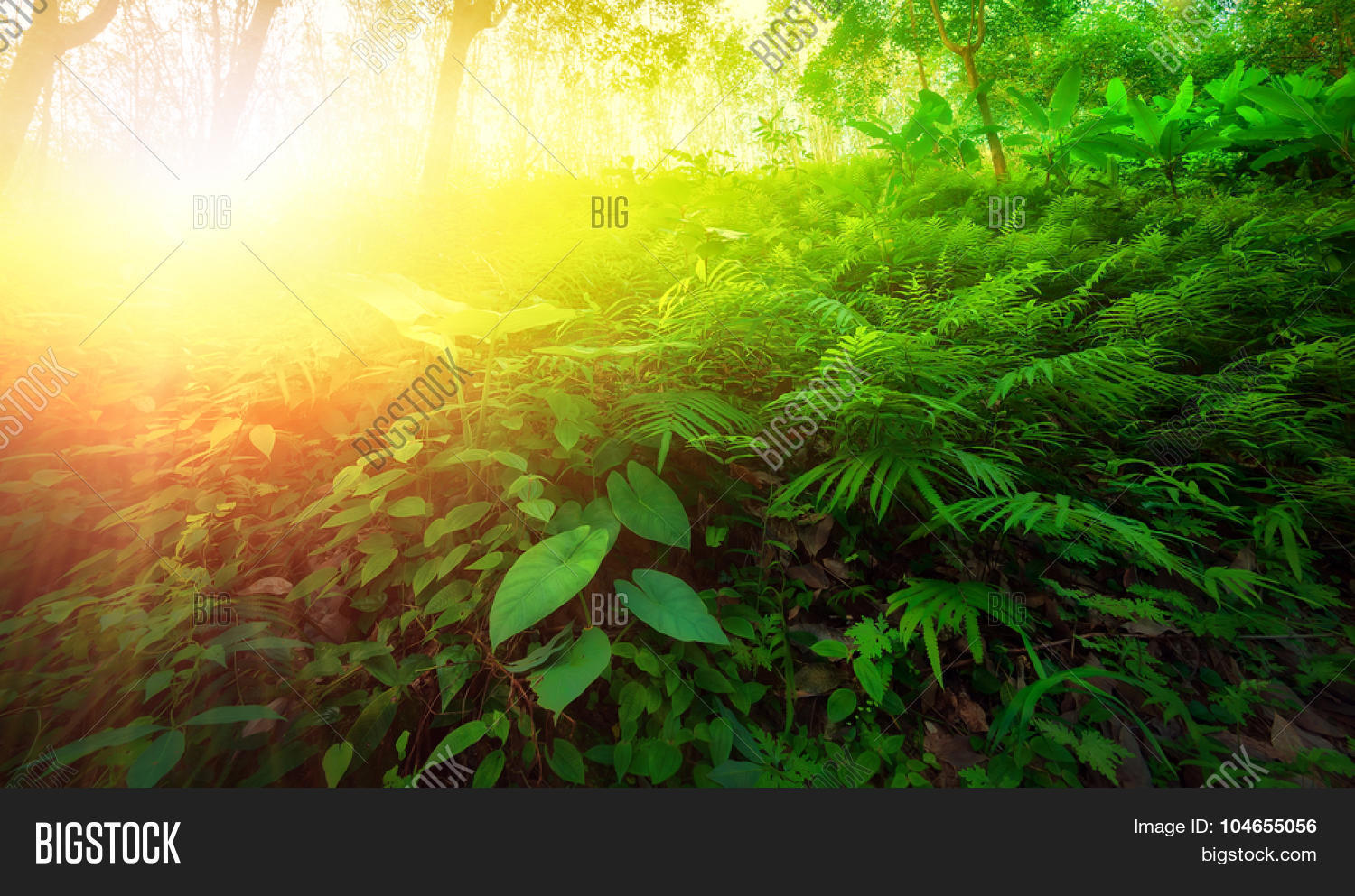 Warm Yellow Sunlight Image & Photo (Free Trial) Bigstock