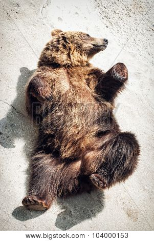 Lying Young Brown Bear (ursus Arctos Arctos)