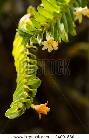 Dendrobium Ellipsophyllum Is Beautiful Flower And Have White, Yellow Colour
