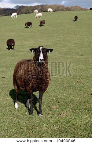 一只棕色 Zwartbles 罕见的养殖羊