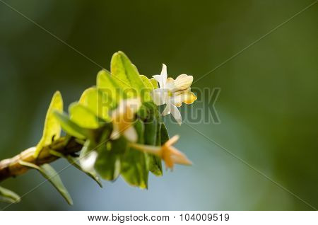 Dendrobium Ellipsophyllum Is Beautiful Flower And Have White, Yellow Colour