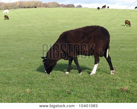 放牧 Zwartbles Ram