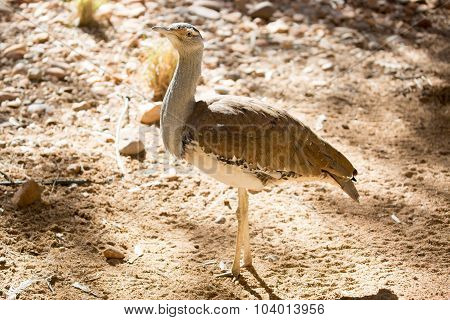 Australian Bustard