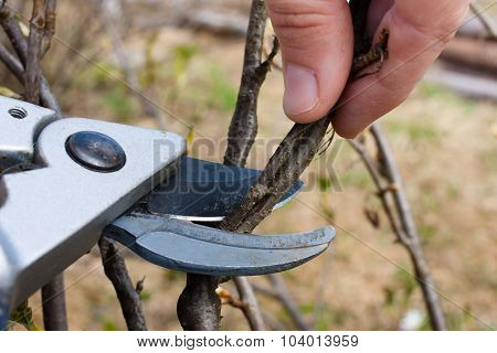 Pruning Black Current By Pruning Shears