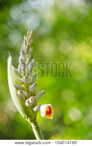 These Herbs Lack True Stems.they Grow From Thick Rhizomes.it Have White And Pink Flower.