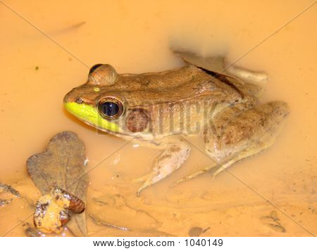 Bronze Frosch