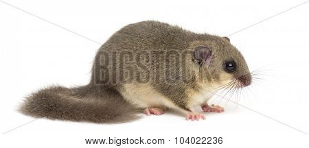 Edible dormouse in front of a white background