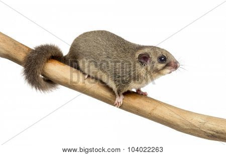 Edible dormouse on a branch in front of a white background