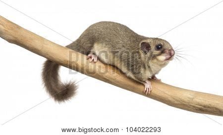 Edible dormouse on a branch in front of a white background