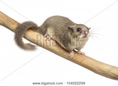 Edible dormouse on a branch in front of a white background