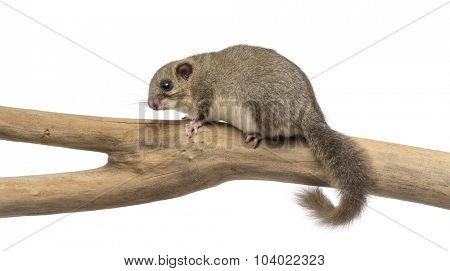 Edible dormouse on a branch in front of a white background