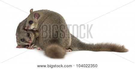 Edible dormouse in front of a white background