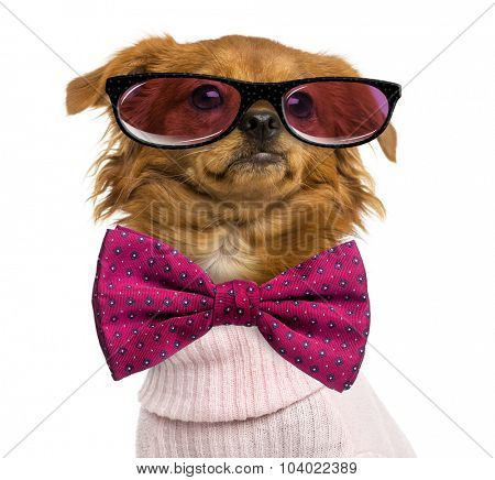 Close-up of a Dressed-up Mixed-breed Chihuahua wearing glasses and a bow tie, isolated on white
