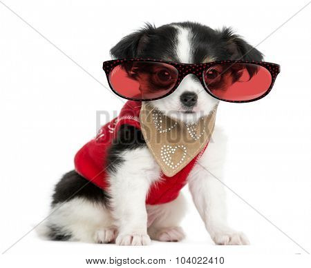 Dressed-up Chihuahua puppy sitting and wearing glasses, 3 months old, isolated on white