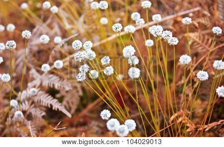 Wildflower