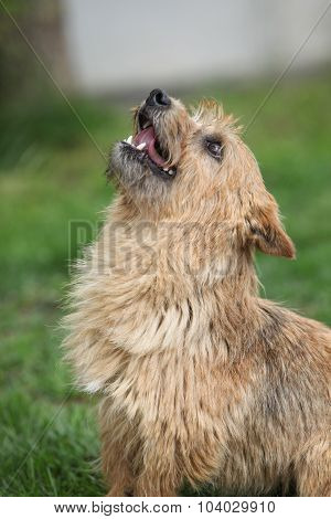 Norwich Terrier In The Garden