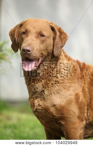 Bautiful Chesapeake Bay Retriever Looking At You