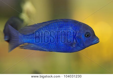 Malawi Blue Dolphin Aquarium Fish