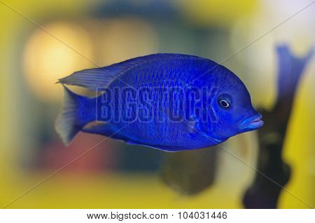 Malawi Blue Dolphin Aquarium Fish