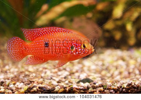Hemichromis Lifalili Aquarium Fish