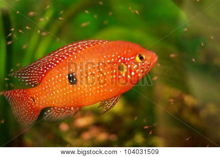 Hemichromis Lifalili Aquarium Fish