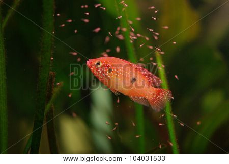 Hemichromis Lifalili Aquarium Fish