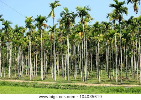 Beetle nut trees