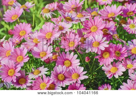 Chrysanthemum