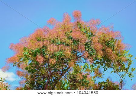 Smoketree