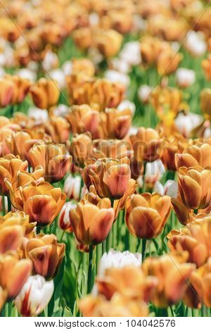 Tulips