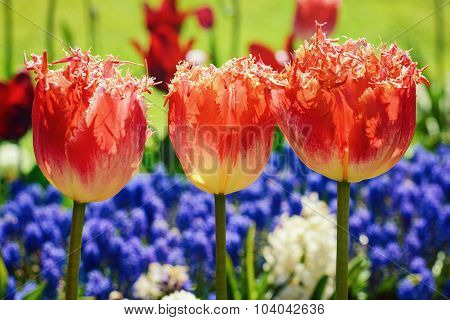 Tulips