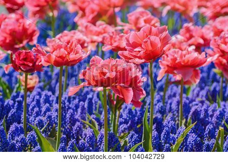 Tulips