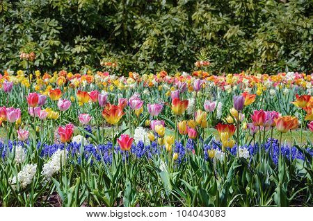 Tulips