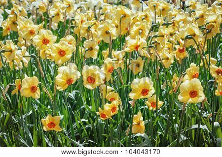 Narcissus