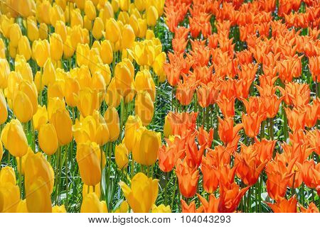Tulips