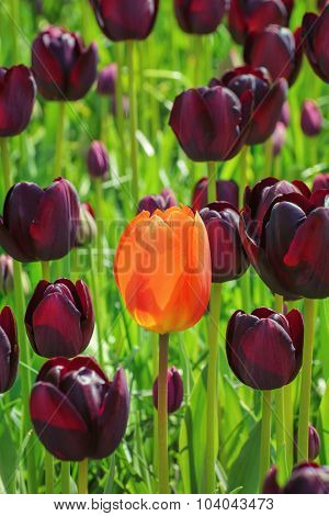 Tulips