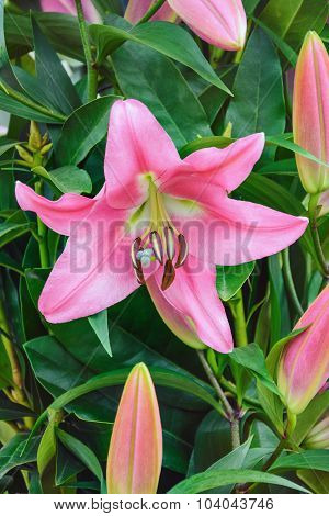 Lilium